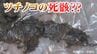 「これ、ツチノコの死骸？」骨・皮・内臓は24年経った今も保管中「ツチノコ騒動」その正体は何だったのか　|　岡山・香川のニュース | 天気 | RSK山陽放送