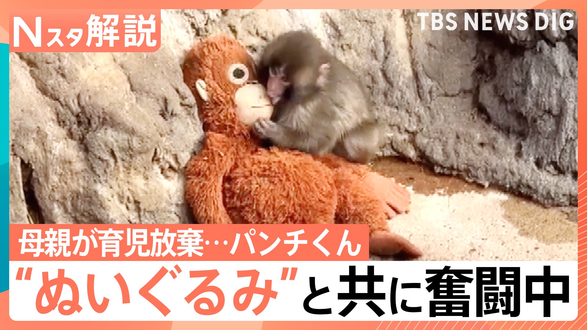 がんばれ！子ザルの「パンチくん」 ぬいぐるみの“お母ちゃん”抱きしめ