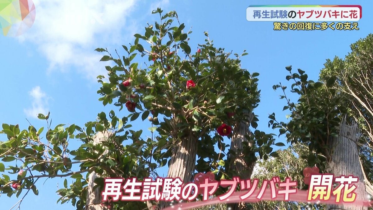 富貴蘭椿山取り極希少種で滅多に出る事はない、葉は、赤く染まる