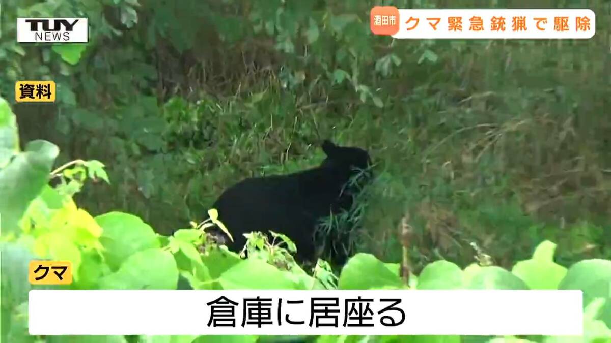 今年初の緊急銃猟による駆除 住宅の農業用倉庫にクマ居座る（山形・酒田市） | TBS NEWS DIG