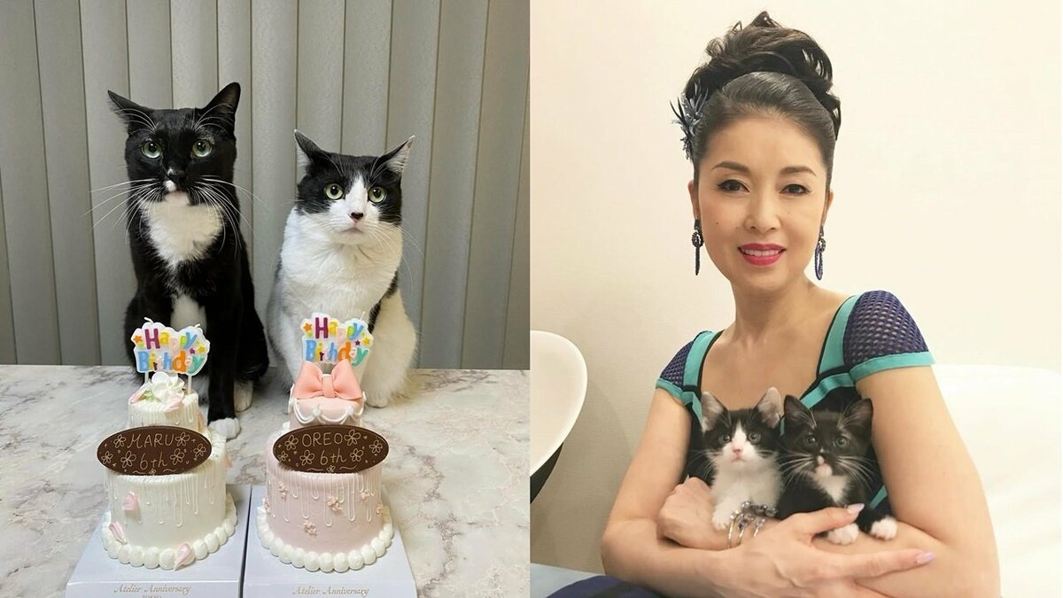 ねこ】藤あや子さんの愛猫マル＆オレオが誕生日 “6さいおめでとぉー