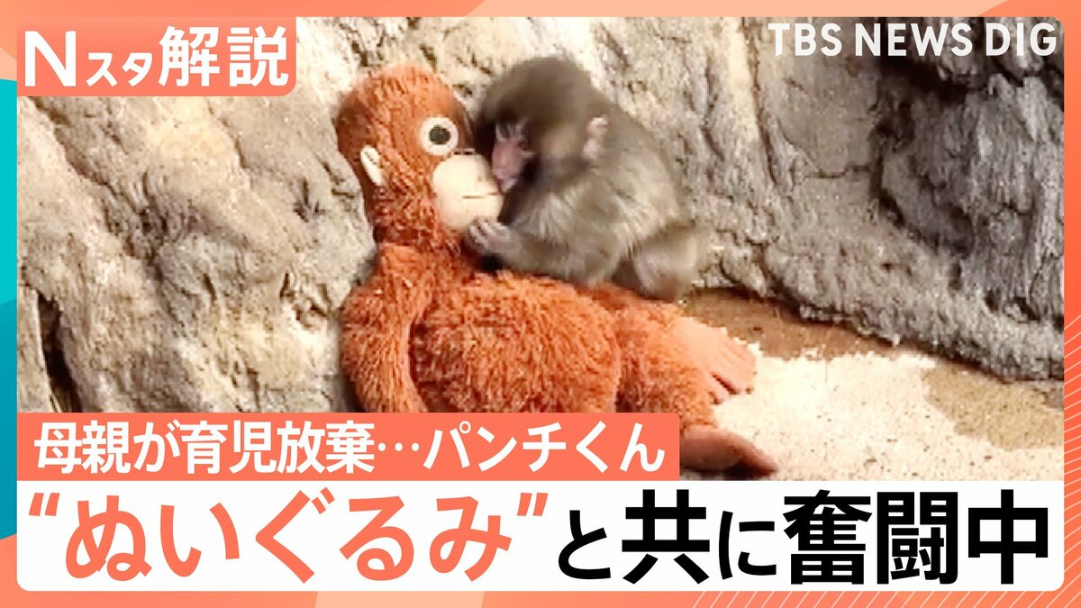 がんばれ!子ザルの「パンチくん」 ぬいぐるみの“お母ちゃん”抱きしめ群れの中で奮闘中【Nスタ解説】 | TBS NEWS DIG