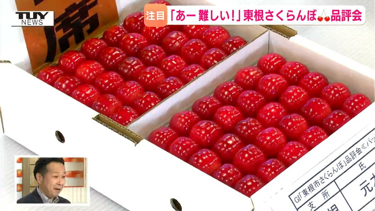 東根さくらんぼ 初競りで150万円（1キロ）で落札 東京・豊洲市場（山形