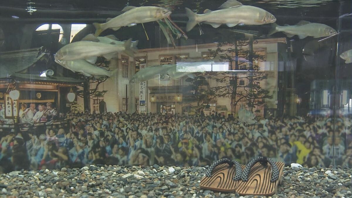 岐阜の伝統行事「郡上おどり」がテーマの水槽 長良川のアユたちが優雅に泳ぎまわる… 各務原市の「アクア・トト ぎふ」