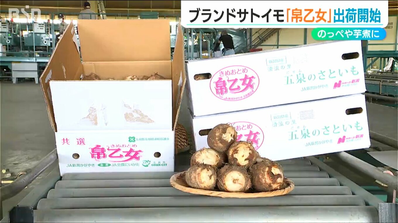 「のっぺ、芋煮、おでんにもおすすめ」ブランド里芋「帛乙女」出荷始まる 新潟・五泉市 | TBS NEWS DIG
