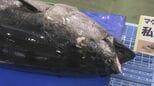 本マグロ詰め放題「1000円」…159キロのマグロ解体ショーも「境港まぐろ感謝祭」大賑わい　鳥取・境港市　|　BSSニュース | BSS山陰放送