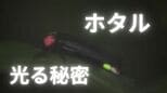 ホタルはなぜ光る?発光効率抜群の「冷光」で求愛信号だけでなく「おいしくない」メッセージも発信【よく出る条件・撮影のコツ】|TBS NEWS DIG