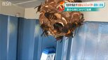 いつもと違う今年のスズメバチ　気温が下がり活動活発に「10月の頭まで注意は必要かな」ベテランハンターに密着　|　新潟のニュース・天気｜BSN NEWS｜BSN新潟放送