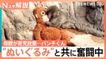 がんばれ！子ザルの「パンチくん」 ぬいぐるみの“お母ちゃん”抱きしめ群れの中で奮闘中【Nスタ解説】|TBS NEWS DIG