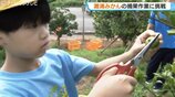 日本最北端のミカン産地で「灘浦みかん」の摘果作業！今年は天候に恵まれ甘みが強く豊作へ…地元の小学生10人が間引きに挑戦　富山・氷見市　|　富山のニュース｜天気・防災｜チューリップテレビ
