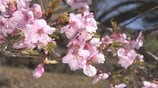 塩山ふれあいの森総合公園で早咲きの「河津桜」が見頃迎える　　山梨・甲州市|TBS NEWS DIG
