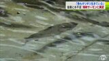 「魚もギリギリで生きている」猛暑と水不足で海峡サーモンの稚魚が死滅の危機　青森県むつ市の特産品に異変|TBS NEWS DIG