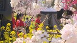 ピンクと黄色のコントラスト 300本の桃の花と10万本の菜の花 見頃は今週末まで 山梨・笛吹市|TBS NEWS DIG