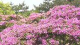 ミヤマキリシマ見ごろに 可憐なピンクの花々が登山客を魅了 大分・経塚山 | 大分のニュース|OBS NEWS|大分放送