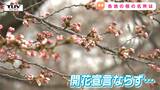 「あと一日待って」桜の名所 "霞城公園" では開花宣言ならず(山形・山形市) | 山形のニュース│TUYテレビユー山形