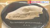 「シカの頭がい骨ってどんな形?」動物園が “骨格標本缶バッジ” 販売 動物園で飼育歴のある全7種【岡山】|TBS NEWS DIG