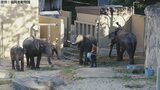 アジアゾウ3頭 30日から一般公開 名前も発表 福岡市動物園「間近で大きさや迫力を感じて欲しい」 | 福岡のニュース|RKB NEWS|RKB毎日放送