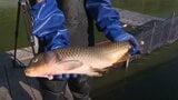 暴風の影響で魚が大量死『青潮』湖底の無酸素の水が湧きあがり…秋サケの遡上シーズン前に不安募る【大雨と暴風の爪跡深く】 | 北海道のニュース|HBC北海道放送