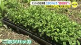 二ホンハッカ “産地復活” へ　広島･世羅町のハーブ園で植え付け　|　RCC NEWS | 広島ニュース | RCC中国放送