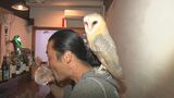 フクロウを肩に乗せ、繁華街を毎晩飲み歩く「フクロウおじさん」について行くと…メンフクロウ「ラフターくん」の意外すぎる特技とは？　|　BSSニュース | BSS山陰放送