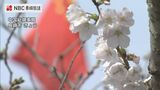 「桜のように根強い友好を」地域住民ら招き 中国駐長崎総領事館で3年ぶり観桜会 | 長崎のニュース | 天気 | NBC長崎放送