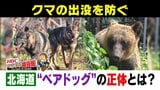 【クマ対策】「人里は恐ろしい」とクマに教え込む“ベアドッグ”の活動に同行！駆除を最後の手段にするため、今求められる「予防的対策」の現場　|　北海道のニュース｜HBC北海道放送