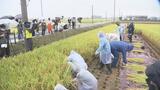 新米おにぎりに笑顔 県ブランド米「福、笑い」小中学生が収穫 福島 | 福島のニュース│TUF