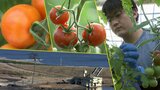 甘い! 冬に作られる「糖度12度」のフルーツトマト 震災復興で整備された施設での栽培方法に秘密が・・・ 岩手・陸前高田市 | IBC NEWS | IBC岩手放送