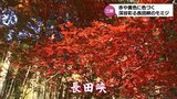 長田峡(三股町)の紅葉が見ごろ 夜間にはライトアップも|TBS NEWS DIG