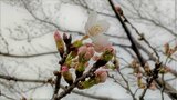 【速報】甲府で桜が開花　観測史上最も早く　ソメイヨシノ咲く　甲府地方気象台　|　山梨のニュース | ＵＴＹテレビ山梨