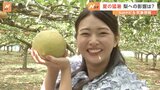 秋の味覚・旬の梨、夏の猛暑の影響による太陽光で甘く、味が濃厚に 梨を使ったスイーツも堪能【SUNトピ】|TBS NEWS DIG