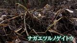 「地球上で最悪の侵略的植物」ナガエツルノゲイトウ さらに生息範囲拡大 重機で「土ごと根こそぎ」駆除開始【岡山】|TBS NEWS DIG