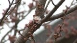 国の天然記念物・石割桜が開花 2024年より3日遅れ 盛岡市|TBS NEWS DIG