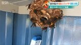 いつもと違う今年のスズメバチ 気温が下がり活動活発に「10月の頭まで注意は必要かな」ベテランハンターに密着 | 新潟のニュース・天気|BSN NEWS|BSN新潟放送