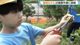 日本最北端のミカン産地で「灘浦みかん」の摘果作業！今年は天候に恵まれ甘みが強く豊作へ…地元の小学生10人が間引きに挑戦　富山・氷見市|TBS NEWS DIG