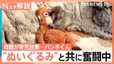 がんばれ！子ザルの「パンチくん」 ぬいぐるみの“お母ちゃん”抱きしめ群れの中で奮闘中【Nスタ解説】|TBS NEWS DIG
