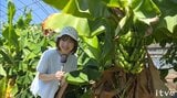 まるでジャングル！ 愛媛で“南国フルーツ”が続々実る 猛暑を逆手に珍しい果物を　|　愛媛のニュース - Nスタえひめ｜あいテレビは6チャンネル