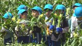 「いいにおいがする」 市川三郷町特産「甘々娘」のベビーコーンを園児が収穫体験 | 山梨のニュース | UTYテレビ山梨