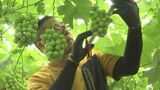 「木にとって水はストレス」島根県東部の大雨の爪痕　縮果・裂果・石ブドウ…ブドウ農家は生育に不安　|　BSSニュース | BSS山陰放送