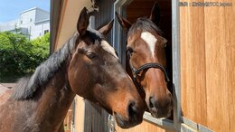 「現状はペットフードになる馬も…」“馬のうんち”と“食”で引退競走馬の余生を支援するカフェ|TBS NEWS DIG