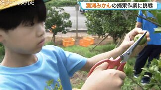 日本最北端のミカン産地で「灘浦みかん」の摘果作業！今年は天候に恵まれ甘みが強く豊作へ…地元の小学生10人が間引きに挑戦　富山・氷見市　|　富山のニュース｜天気・防災｜チューリップテレビ