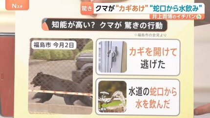 今は「迷子状態」？宇都宮で目撃相次ぐクマ 街の中心部に現れたワケ【N