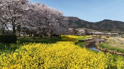 の*ん様 ❤️開花株❤️根充実❤️沢山新芽元気株❤️ボリューム株❤️677⭐️極 極秘情報公開】カーメン君が2026年春にオススメする野菜苗とは