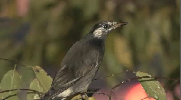 推定2万羽！長野駅前に「街の厄介者」　ムクドリの大群が街路樹に　専門家「非常に大きな集団。素人が追い払うのは難しい」　|　SBC NEWS | 長野のニュース | SBC信越放送