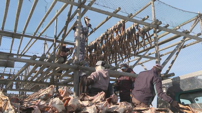 冷たい潮風でうま味ぎゅっと…京料理にも使われる「棒だら」の天日干し盛ん 北海道稚内市|TBS NEWS DIG