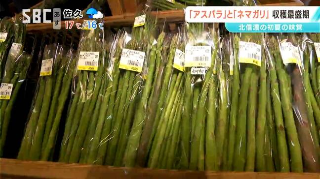 大盛況！「午前中には終わってしまう」アスパラガスとネマガリダケの入荷ピークに　飯山の「道の駅」で旬の味覚を味わう　長野|TBS NEWS DIG