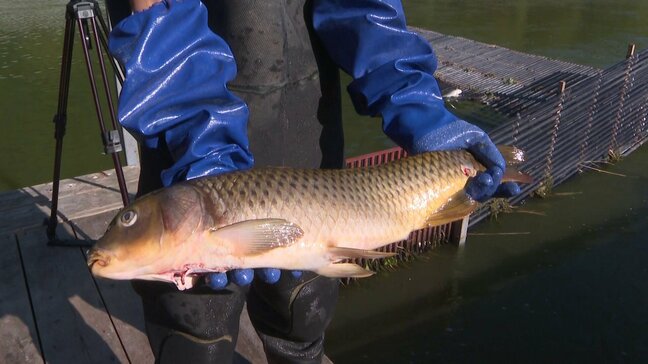 暴風の影響で魚が大量死『青潮』湖底の無酸素の水が湧きあがり…秋サケの遡上シーズン前に不安募る【大雨と暴風の爪跡深く】|TBS NEWS DIG