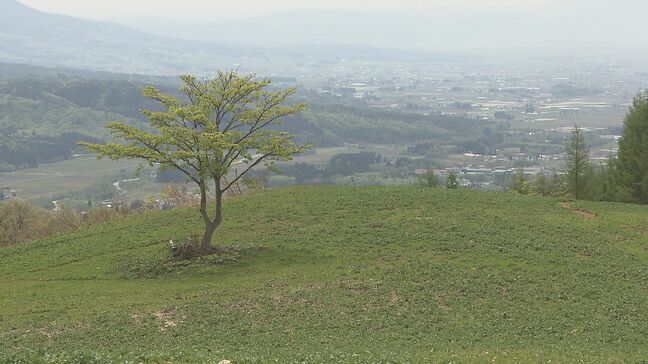 「こんなケースは初めて」東京ドーム2個分の菜の花畑が開花せず…4月まで2メートル積雪、異例の事態　福島・喜多方市|TBS NEWS DIG