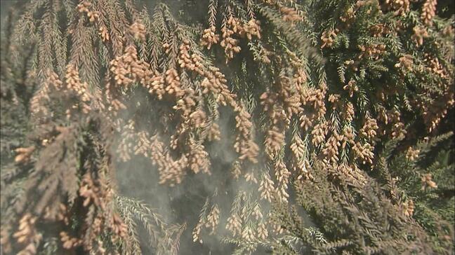 なぜ増え続ける花粉症患者　対策の“究極の切り札”「花粉の出ないスギ」とは|TBS NEWS DIG