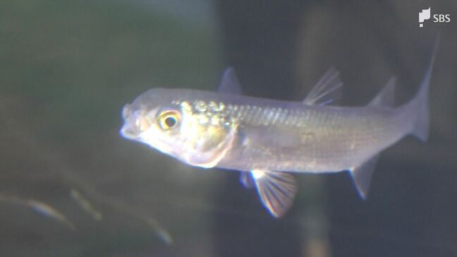 子どもの健やかな成長願い“出世魚”の「ボラ」特別展示 成長する度に名前変わり最後は「トド」＝静岡・下田海中水族館|TBS NEWS DIG